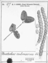 Xenodochus carbonarius image